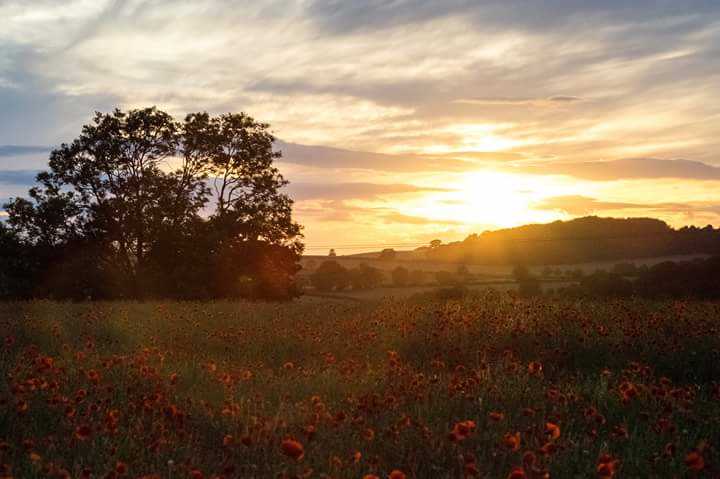 Poppy sunset Kingswinford 2017